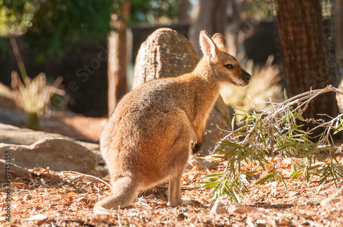 A western grey australian kangaroo with joey looking out of the pouch, eats leaves photo