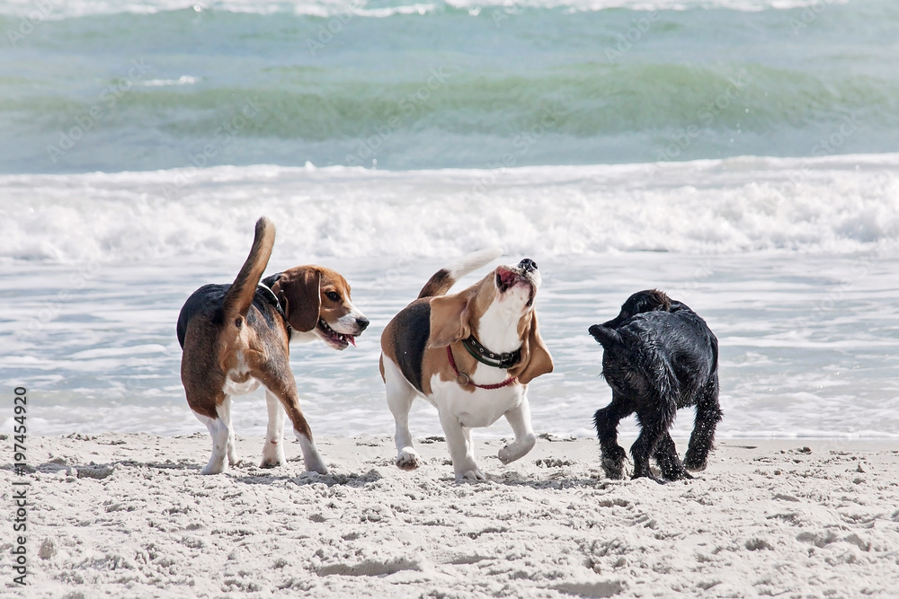 Dog beagle breeds having fun on the sand of the seashore.