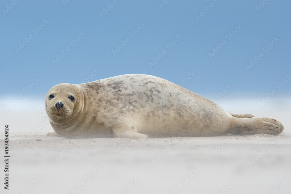 Atlantic Grey Seal Pup (Halichoerus grypus)/Atlantic Grey Seal Pup on sandy beach Atlantic Grey Seal Pup (Halichoerus grypus)/Atlantic Grey Seal Pup on sandy beach