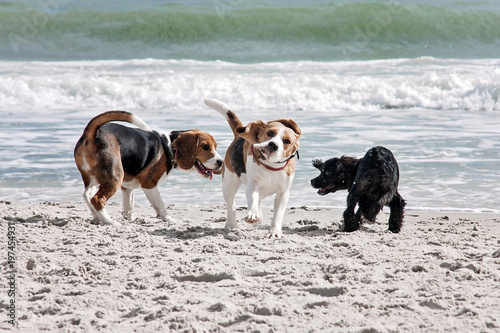 Dog beagle breeds having fun on the sand of the seashore.