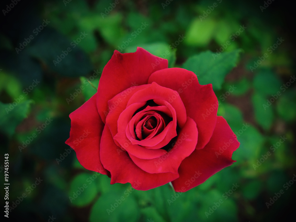 beautiful red rose Bush red roses, bouquet of red roses beautiful red rose Bush red roses, bouquet of red roses
