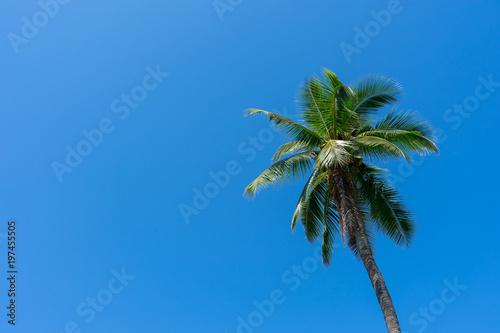 Coconut tree on very clear blue sky background with copy space © mancunion55