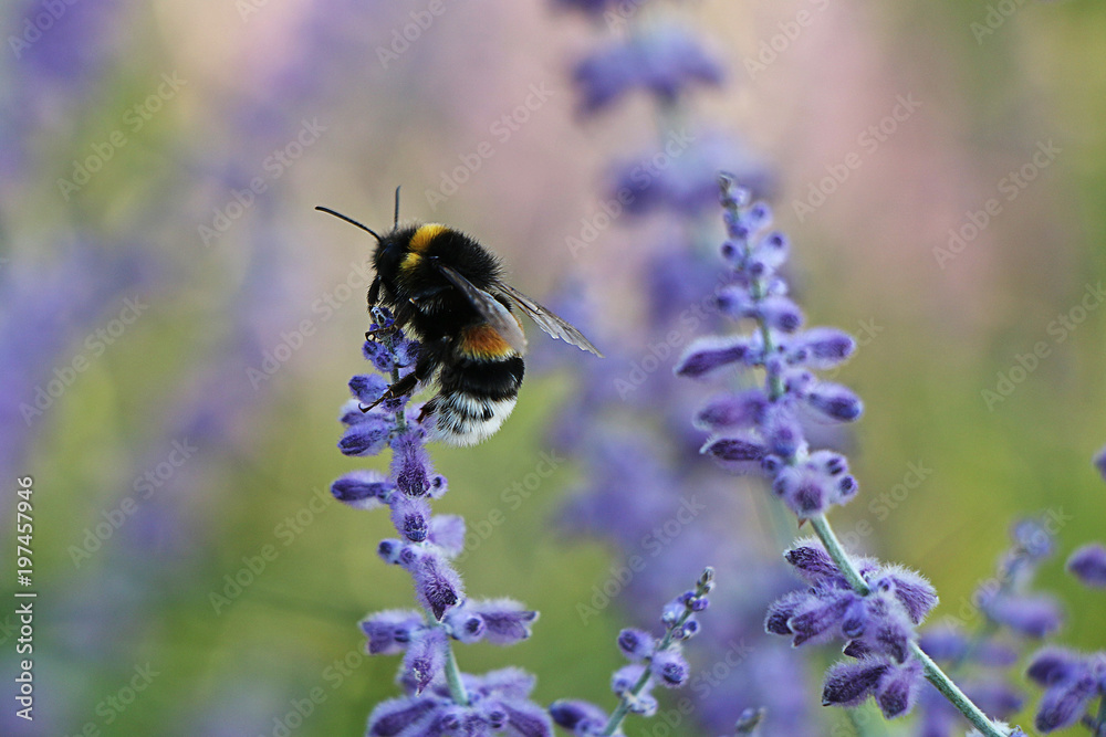 Spring! Bee pollinating flower sage Spring! Bee pollinating flower sage