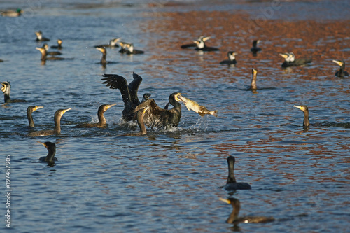 cormorant - a perfect aviator, swims and dives well, plumage is not waterproof