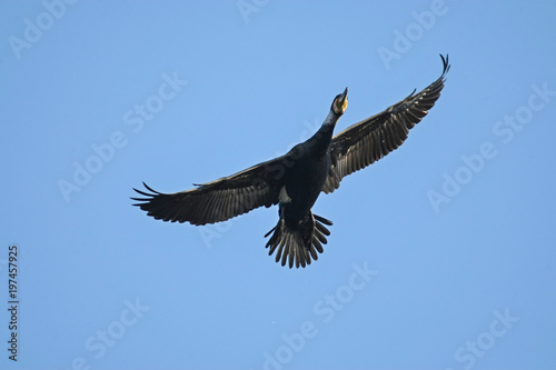 cormorant - a perfect aviator, swims and dives well, plumage is not waterproof