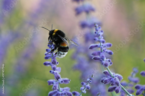 Spring! Bee pollinating flower sage © blackguitar1