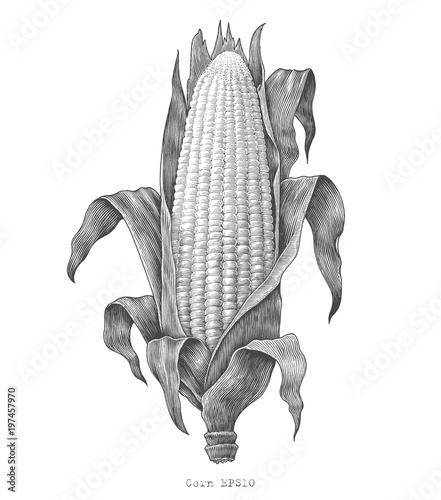 Corn hand drawing vintage engraving illustration
