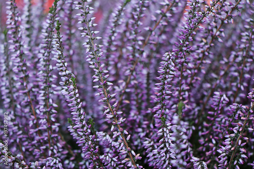 Spring  Blossoming Sage