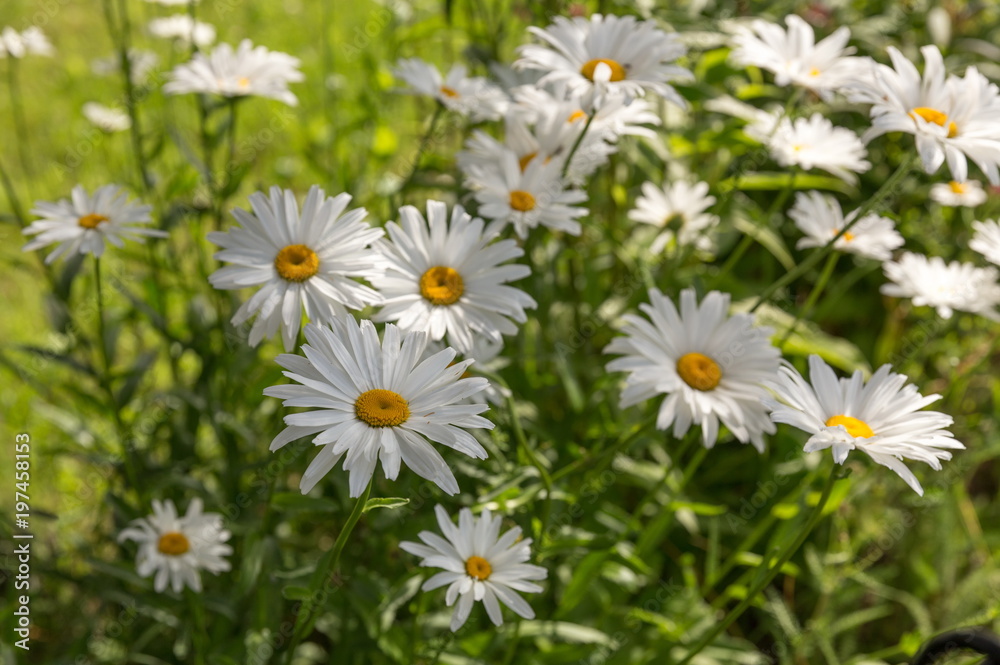 Chamomile flowers in the garden, focus on flower in front Chamomile flowers in the garden, focus on flower in front