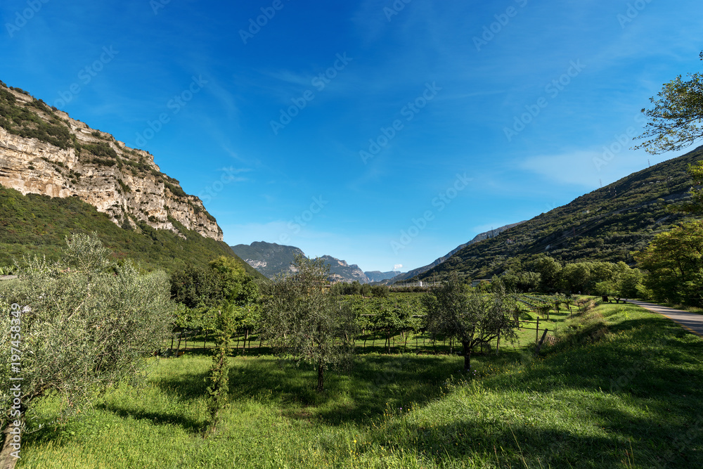 Olive Trees and Vines in Sarca Valley - Trentino Italy