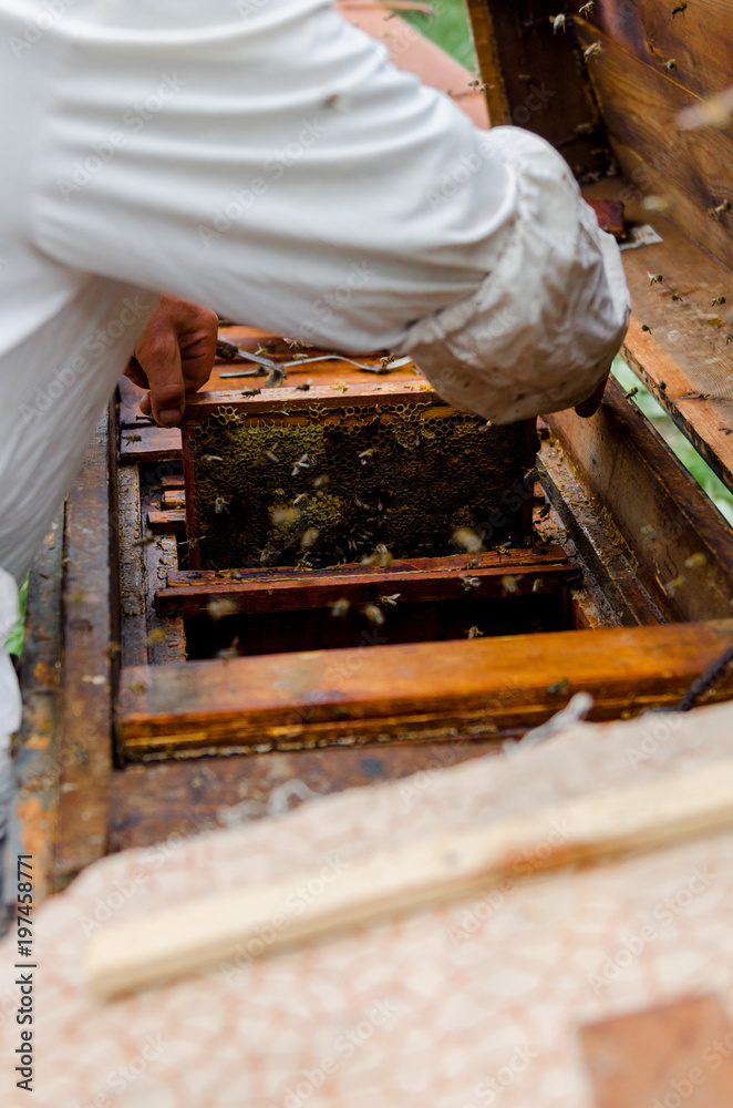 framework of the streets with honey bees framework of the streets with honey bees
