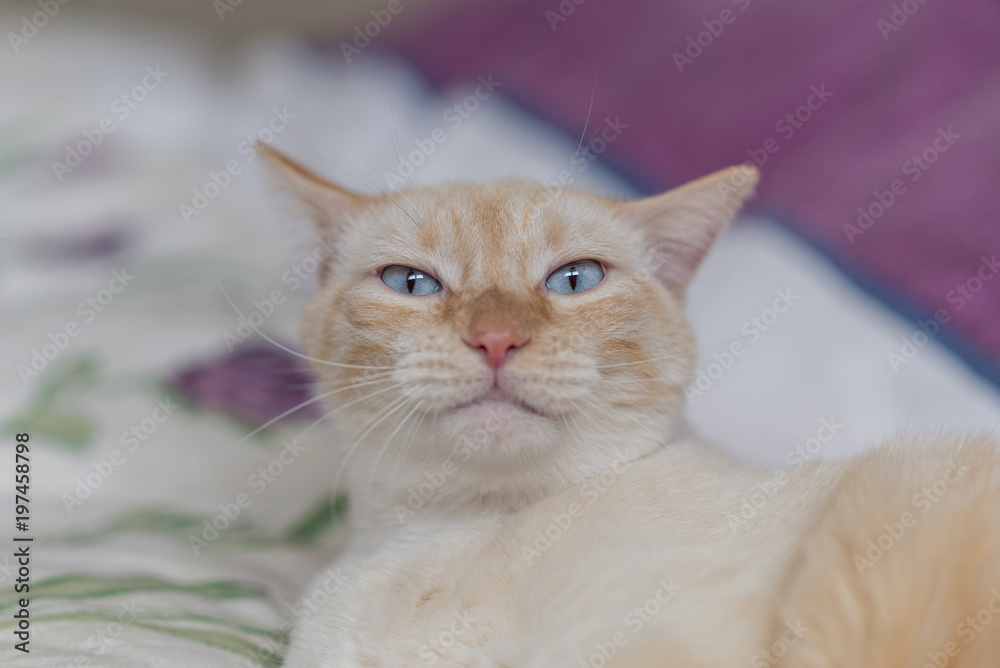 gatto bianco occhi azzurri