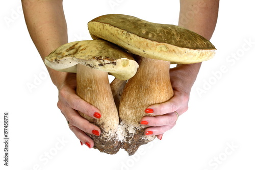 Boletus edulis mushroom in the hands isolated on white background close up. photo