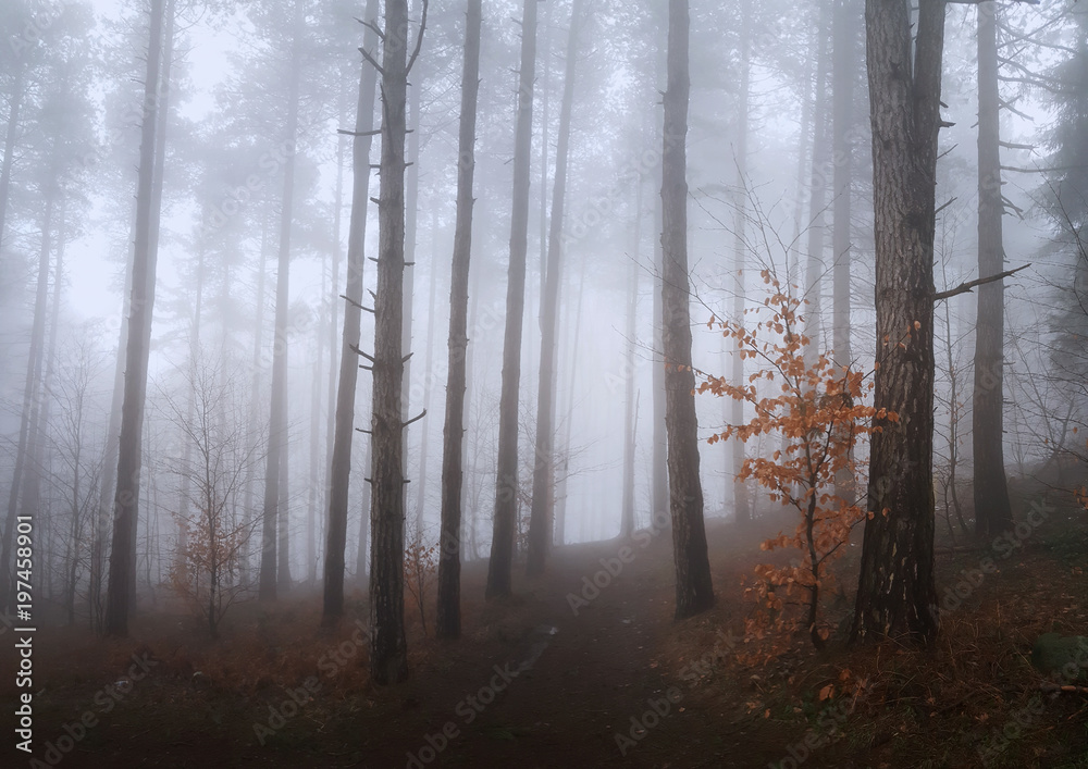 Fototapeta premium Panoramic view to the misty forest