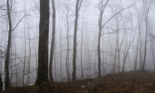 Panoramic view to the misty forest