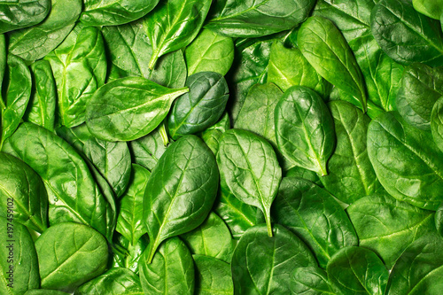 Texture of young spinach leaves