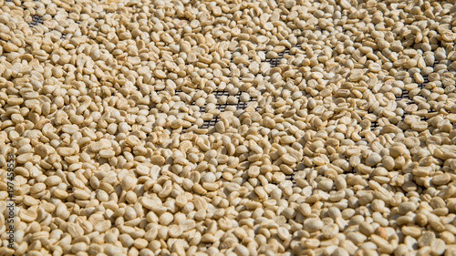 Raw coffee bean for background.