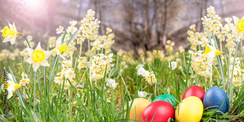 Fototapeta Naklejka Na Ścianę i Meble -  Poster, spring snowflake, narcissus, eggs  in the grass on a natrue background