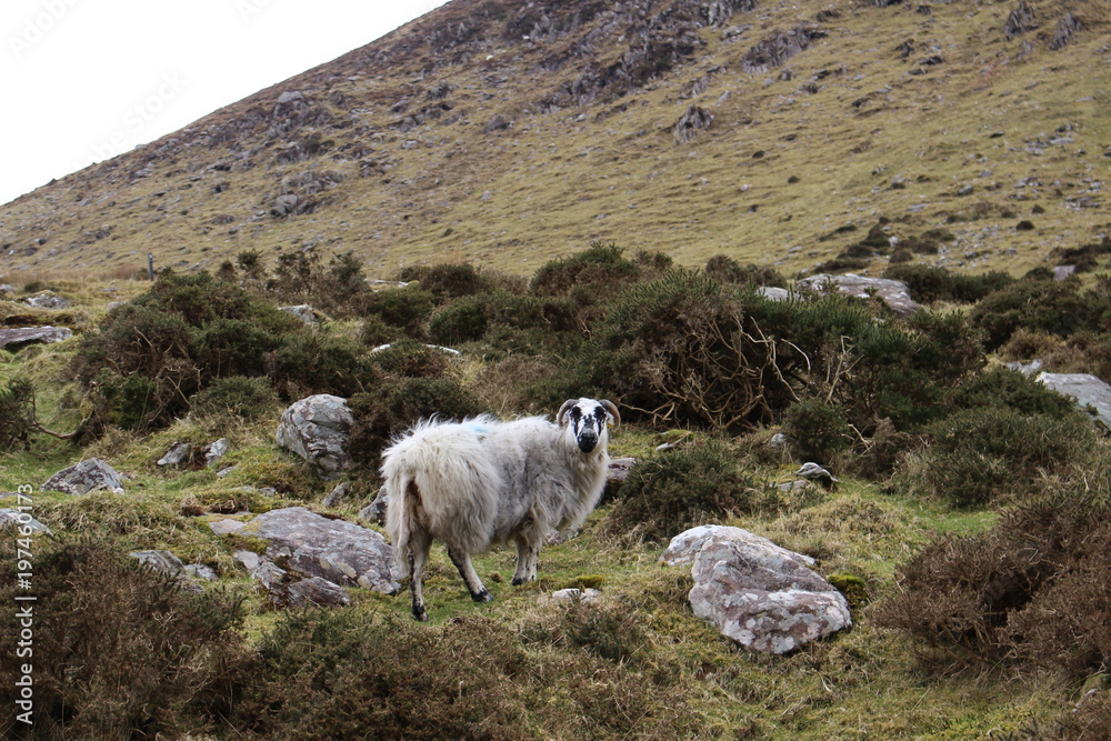 Fototapeta premium Kerry, Ireland
