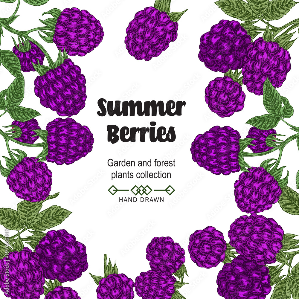 Hand drawn background with summer berries. Blackberry branches isolated on white. Vector colored sketch illustration. Hand drawn background with summer berries. Blackberry branches isolated on white. Vector colored sketch illustration.