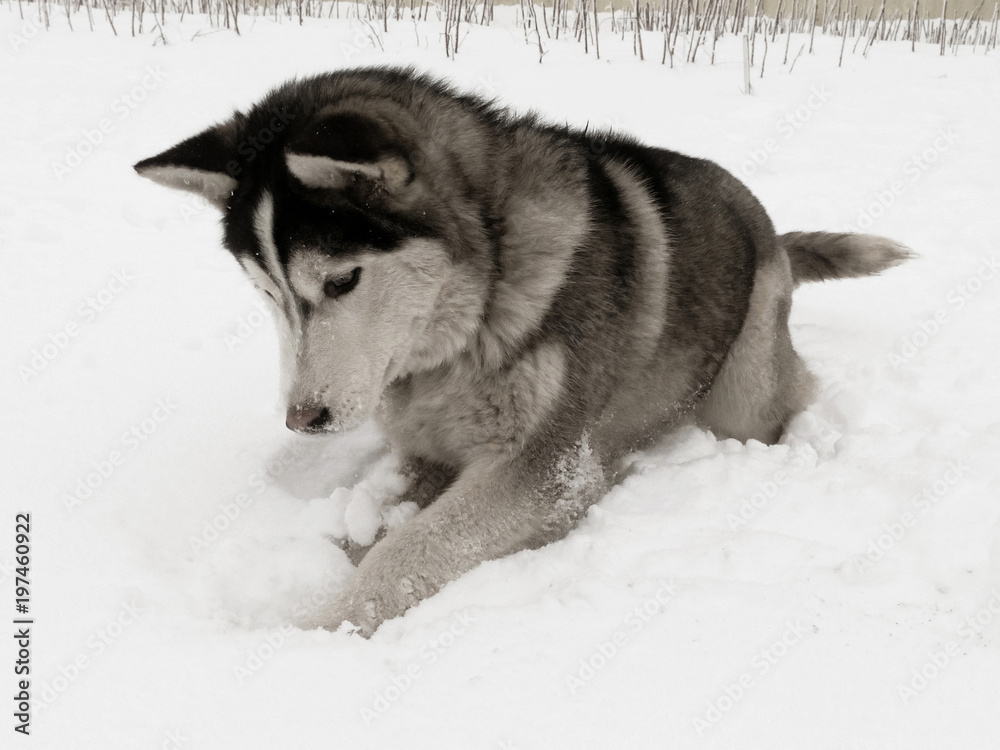 Husky plays in the snow a black and white image of a dog in the winter of the year