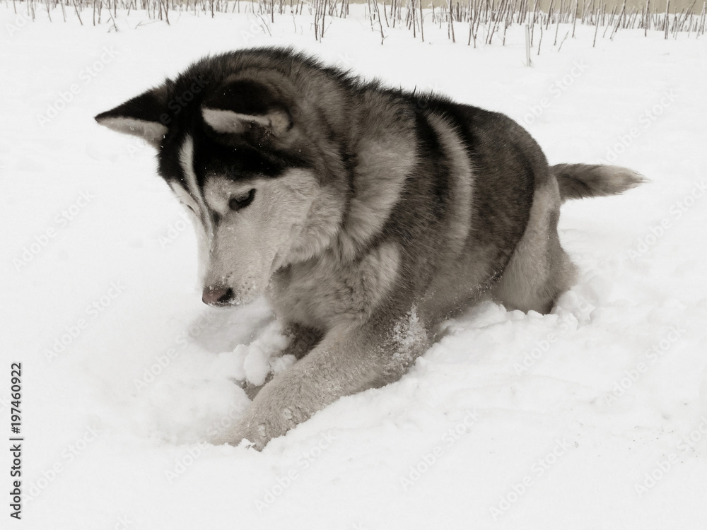 Naklejka premium Husky plays in the snow a black and white image of a dog in the winter of the year
