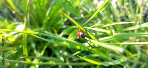 Beetle red blurred background of green grass, close-up