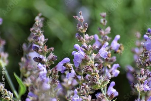 lavender blooming flower