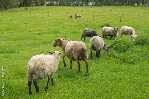 A herd of sheep is grazing on the green meadow on the Korteniemi Heritage Farm that is located in the Liesjärvi National Park, Finland, Europe