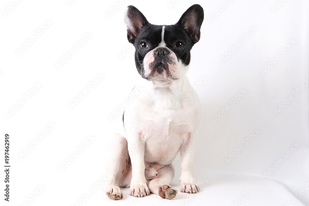 French bulldog portrait in the studio