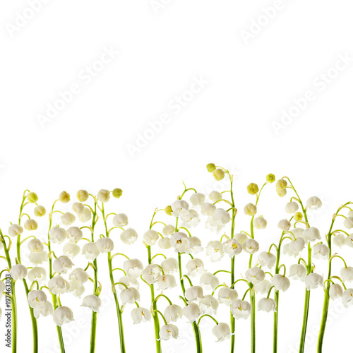 Lily of the valley  flowers isolated border background