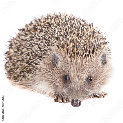 Cute wild hedgehog isolated