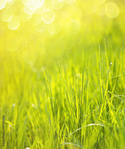 Sunny spring green grass background with bokeh
