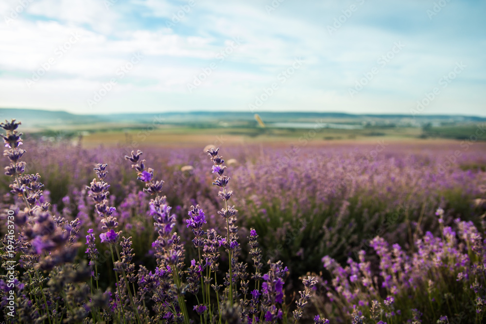 lavender field  