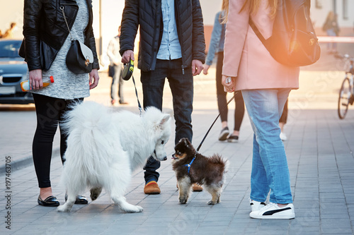 man and a woman are walking their pets in the city. Meeting of dog breeders. small pomeranian dog first saw a big samoyed and looks at him in surprise.