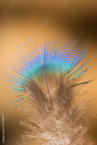 Iridescent Peacock Down Feather