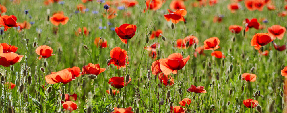 Red poppy flowers blooming in the green grass field, floral natural spring background, can be used as image for remembrance and reconciliation day