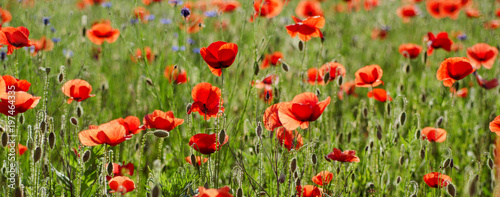 Red poppy flowers blooming in the green grass field, floral natural spring background, can be used as image for remembrance and reconciliation day