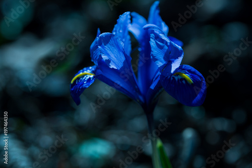 Fototapeta Naklejka Na Ścianę i Meble -  Spring, blue iris flower on a dark background