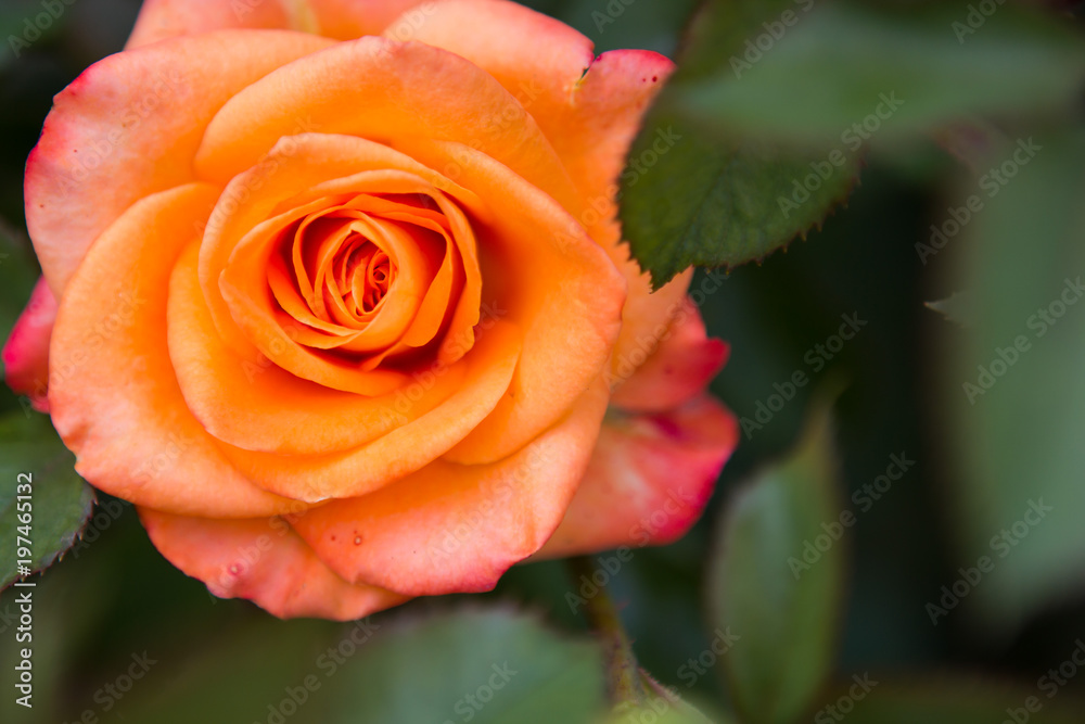 rose rose