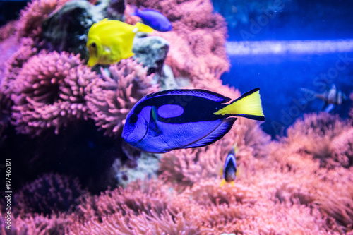 Fototapeta Naklejka Na Ścianę i Meble -  pesci colorati tropicali in acquario