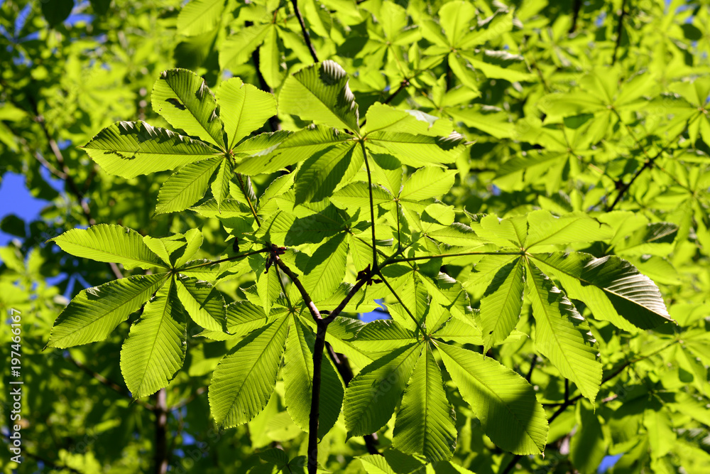 Japanese horse-chestnut-1