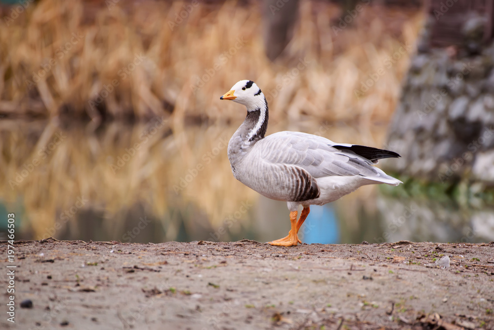 Bar-headed goose, Anser indicus, single bird near the autumn lake, animal natural background Bar-headed goose, Anser indicus, single bird near the autumn lake, animal natural background