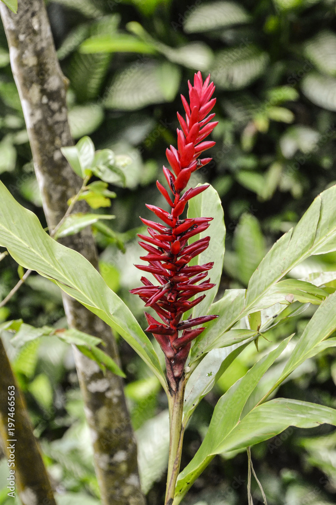 Pflanzen und Natur in der Karibik / Jungle / Dschungel Stock Photo | Adobe  Stock