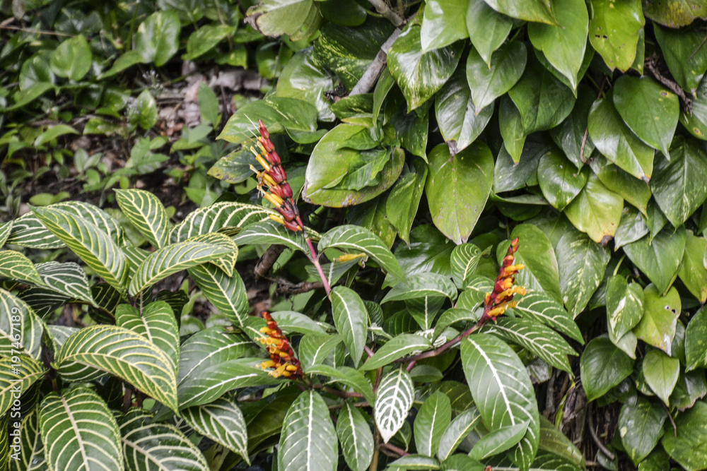 Pflanzen und Natur in der Karibik / Jungle / Dschungel Stock Photo | Adobe  Stock