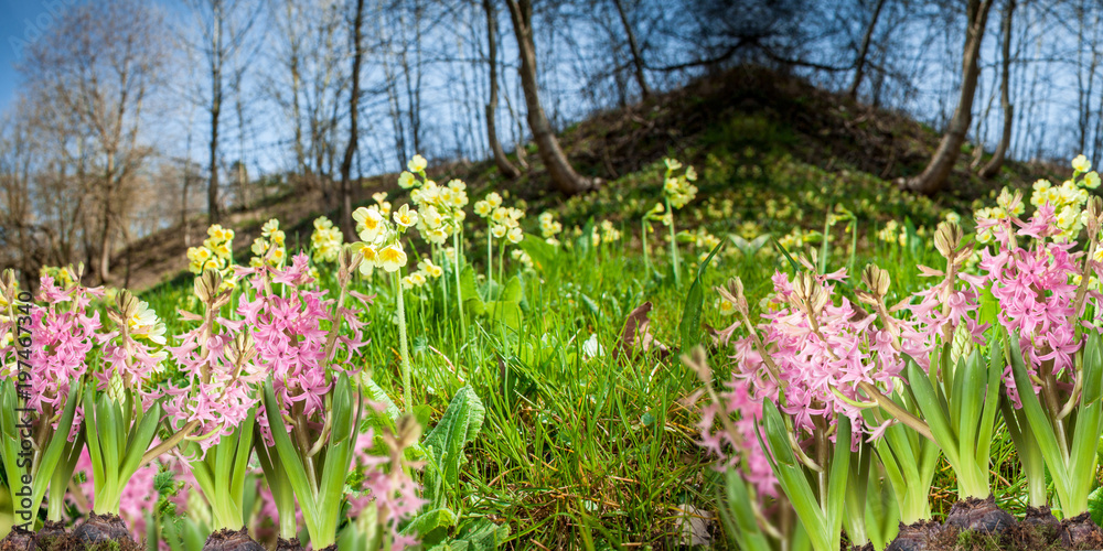 Fototapeta premium Poster, spring flowers, hyacinthus in the grass on a nature background
