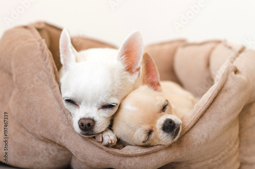 Two lovely, cute and beautiful domestic breed mammal chihuahua puppies friends lying, relaxing in dog bed. Pets resting, sleeping together. Pathetic and emotional portrait. Father and daughter photo. © benevolente