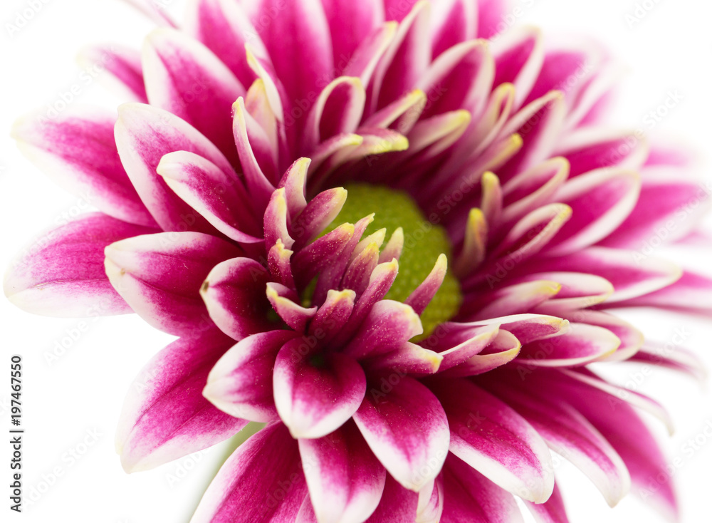pink chrysanthemum on a white background