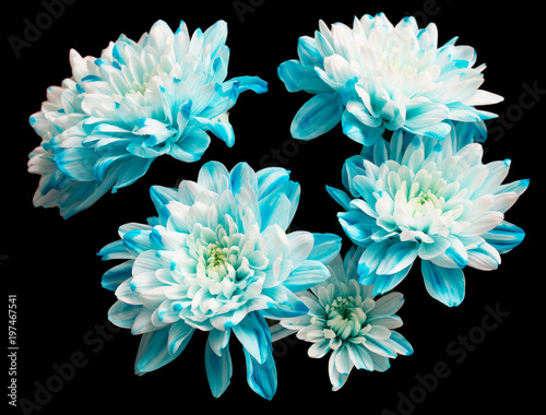 blue chrysanthemum on a black background