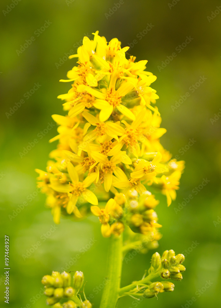 Beautiful yellow flower in the wild in spring